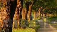 ag森林舞会电子游戏打法-AG森林舞会电子游戏打法解析